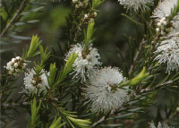 Чайное дерево 100%