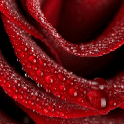 Розы гидролат