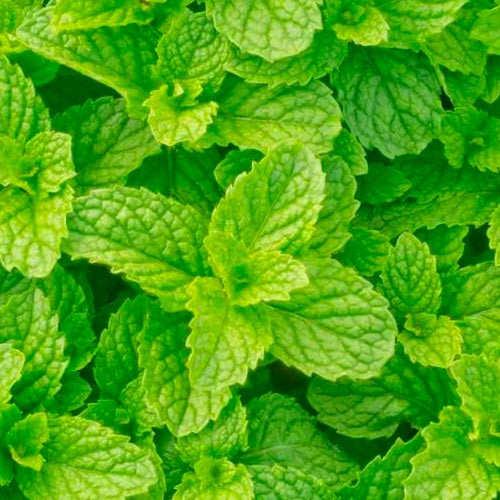 Экстракт мяты сухой